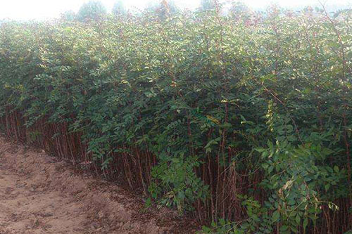 GPS巡檢系統在農林防護中的應用